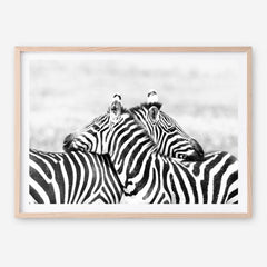 Shop Zebra Hug Photo Art Print a photography wall art print from The Print Emporium wall artwork collection - Buy Australian made fine art poster and framed prints for the home and your interior decor room, TPE-876-AP