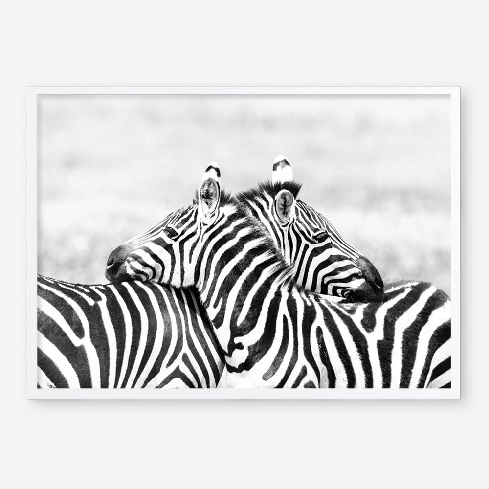 Shop Zebra Hug Photo Art Print a photography wall art print from The Print Emporium wall artwork collection - Buy Australian made fine art poster and framed prints for the home and your interior decor room, TPE-876-AP