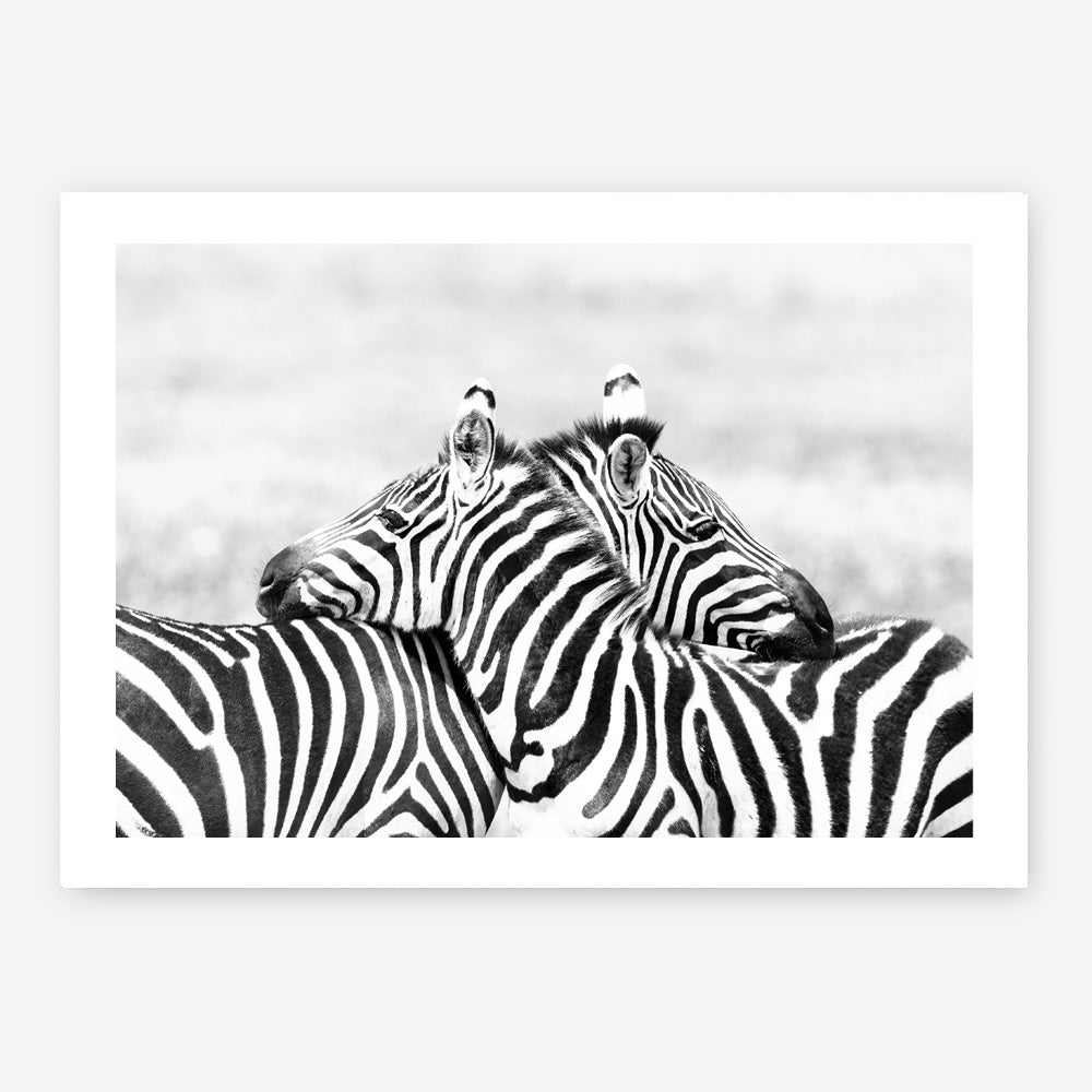 Shop Zebra Hug Photo Art Print a photography wall art print from The Print Emporium wall artwork collection - Buy Australian made fine art poster and framed prints for the home and your interior decor room, TPE-876-AP