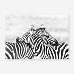 Shop Zebra Hug Photo Art Print a photography wall art print from The Print Emporium wall artwork collection - Buy Australian made fine art poster and framed prints for the home and your interior decor room, TPE-876-AP