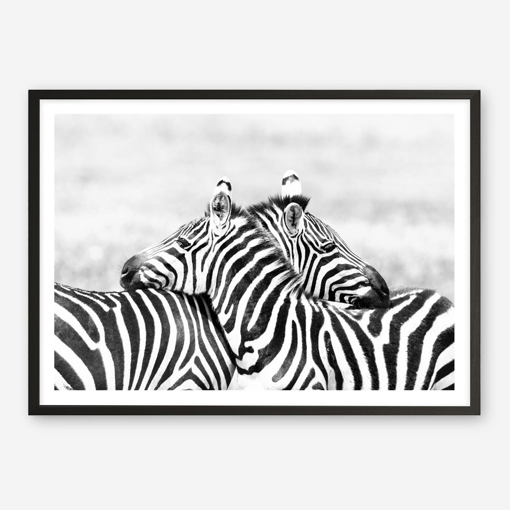Shop Zebra Hug Photo Art Print a photography wall art print from The Print Emporium wall artwork collection - Buy Australian made fine art poster and framed prints for the home and your interior decor room, TPE-876-AP