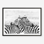 Shop Zebra Hug Photo Art Print a photography wall art print from The Print Emporium wall artwork collection - Buy Australian made fine art poster and framed prints for the home and your interior decor room, TPE-876-AP