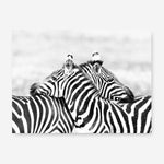 Shop Zebra Hug Photo Canvas Print a photography framed stretched canvas print from The Print Emporium wall artwork collection - Buy Australian made prints for the home and your interior decor space, TPE-876-CA-35X46-NF
