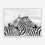 Shop Zebra Hug Photo Canvas Print a photography framed stretched canvas print from The Print Emporium wall artwork collection - Buy Australian made prints for the home and your interior decor space, TPE-876-CA-35X46-NF
