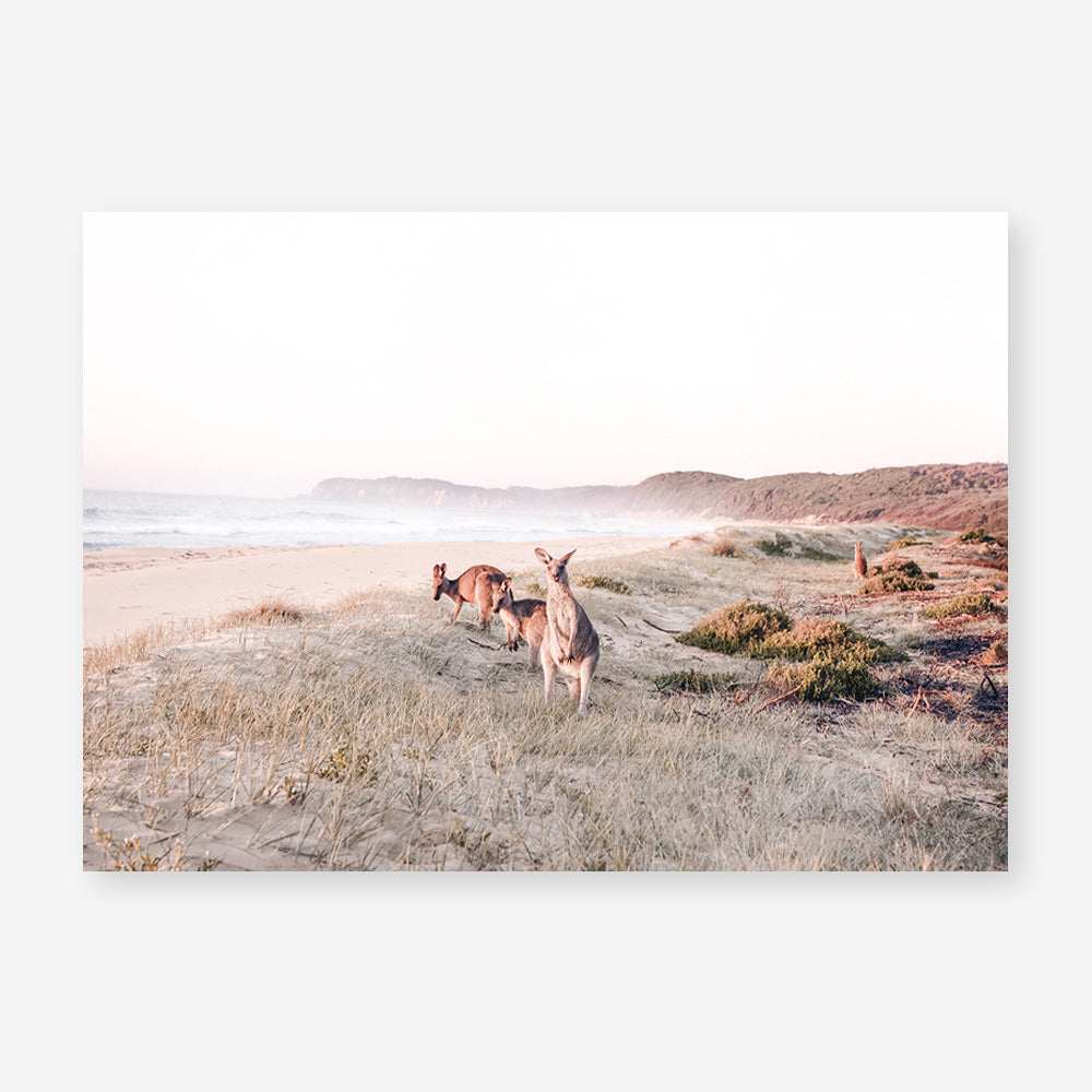 Beach Kangaroos Photo Art Print