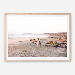 Beach Kangaroos Photo Art Print