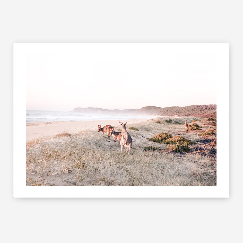 Beach Kangaroos Photo Art Print