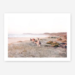 Beach Kangaroos Photo Art Print