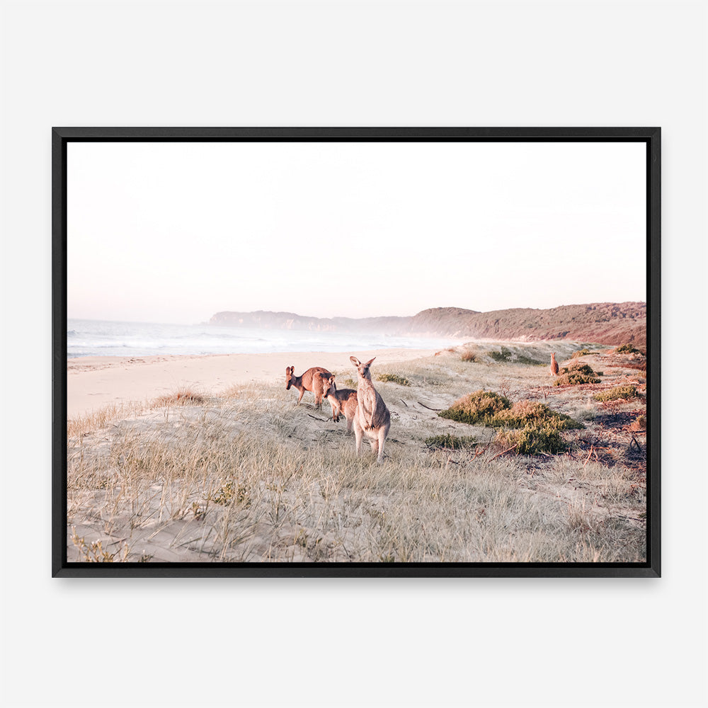 Beach Kangaroos Photo Canvas Print