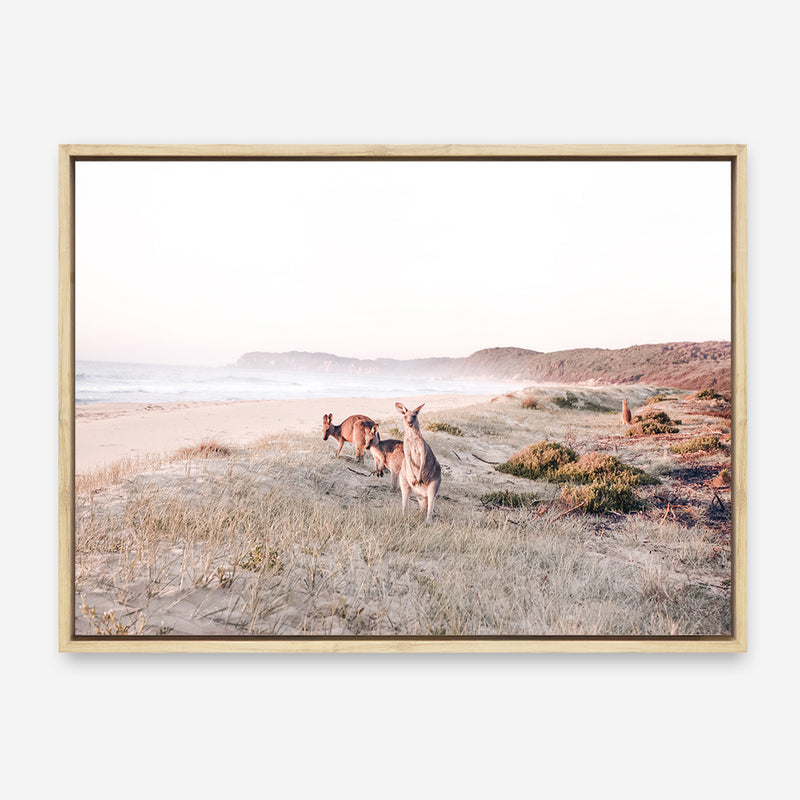 Beach Kangaroos Photo Canvas Print