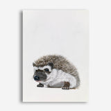 Baby Hedgehog Canvas Print