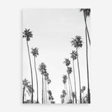 California Palms B&W Art Print