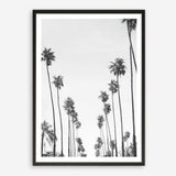 California Palms B&W Art Print