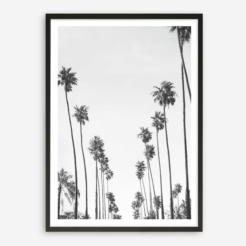 California Palms B&W Art Print