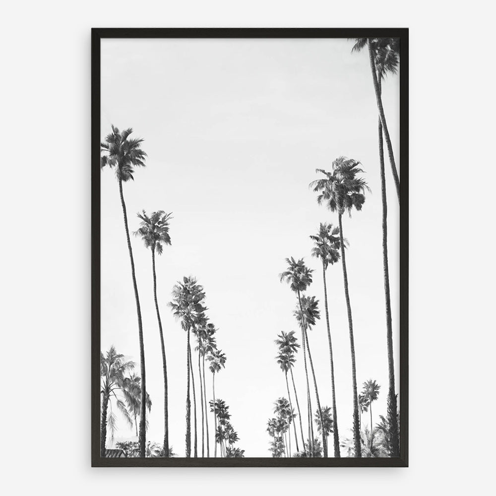 California Palms B&W Art Print