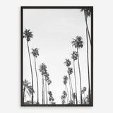 California Palms B&W Art Print