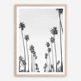 California Palms B&W Art Print