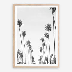 California Palms B&W Art Print