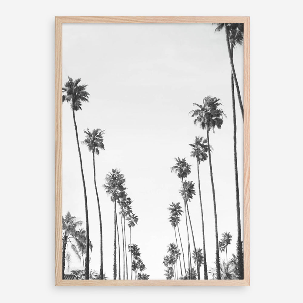 California Palms B&W Art Print