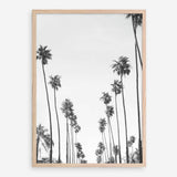 California Palms B&W Art Print