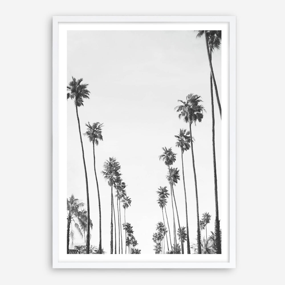 California Palms B&W Art Print