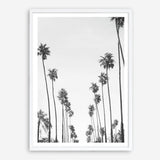 California Palms B&W Art Print