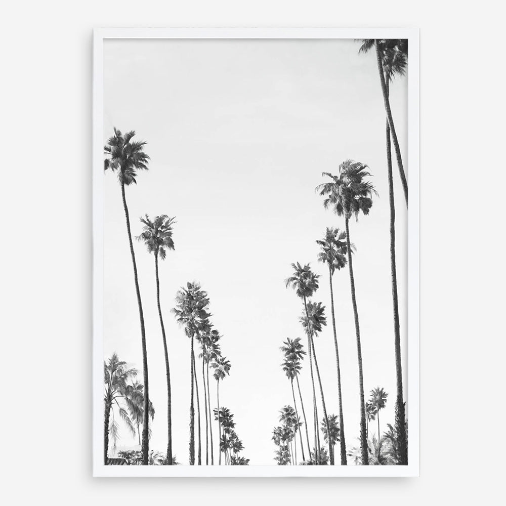 California Palms B&W Art Print