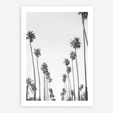 California Palms B&W Art Print