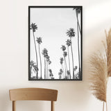 California Palms B&W Art Print