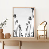 California Palms B&W Art Print