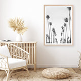 California Palms B&W Art Print