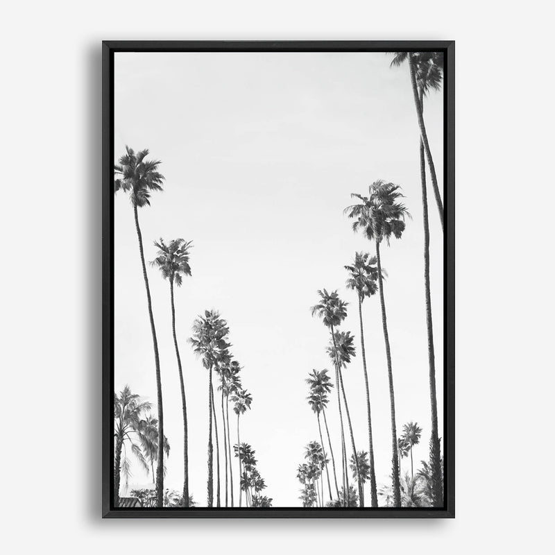 California Palms B&W Canvas Print