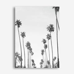California Palms B&W Canvas Wall Art Print
