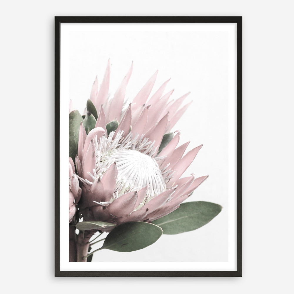 Protea No. 2 Photo Art Print