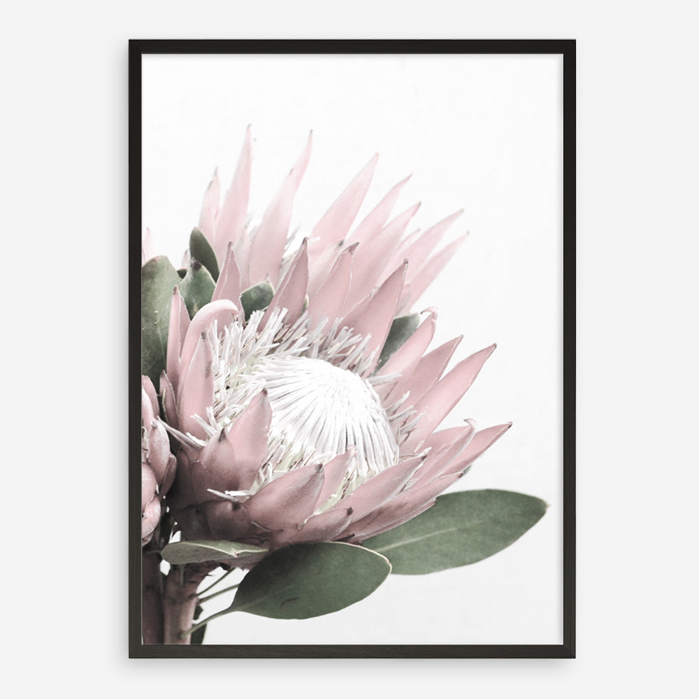 Protea No. 2 Photo Art Print