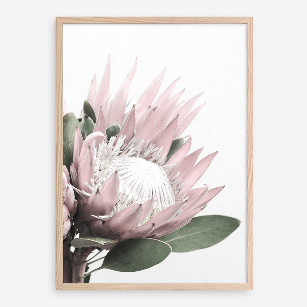 Protea No. 2 Photo Art Print