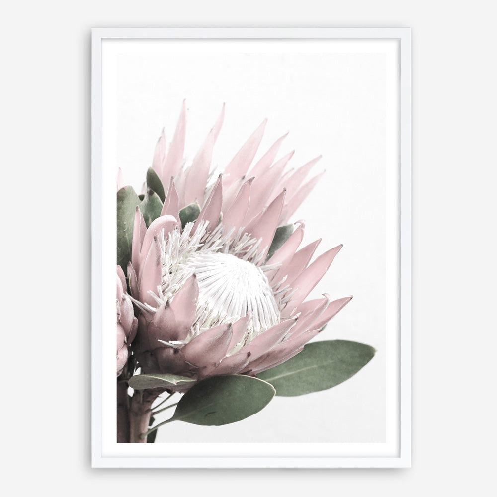 Protea No. 2 Photo Art Print