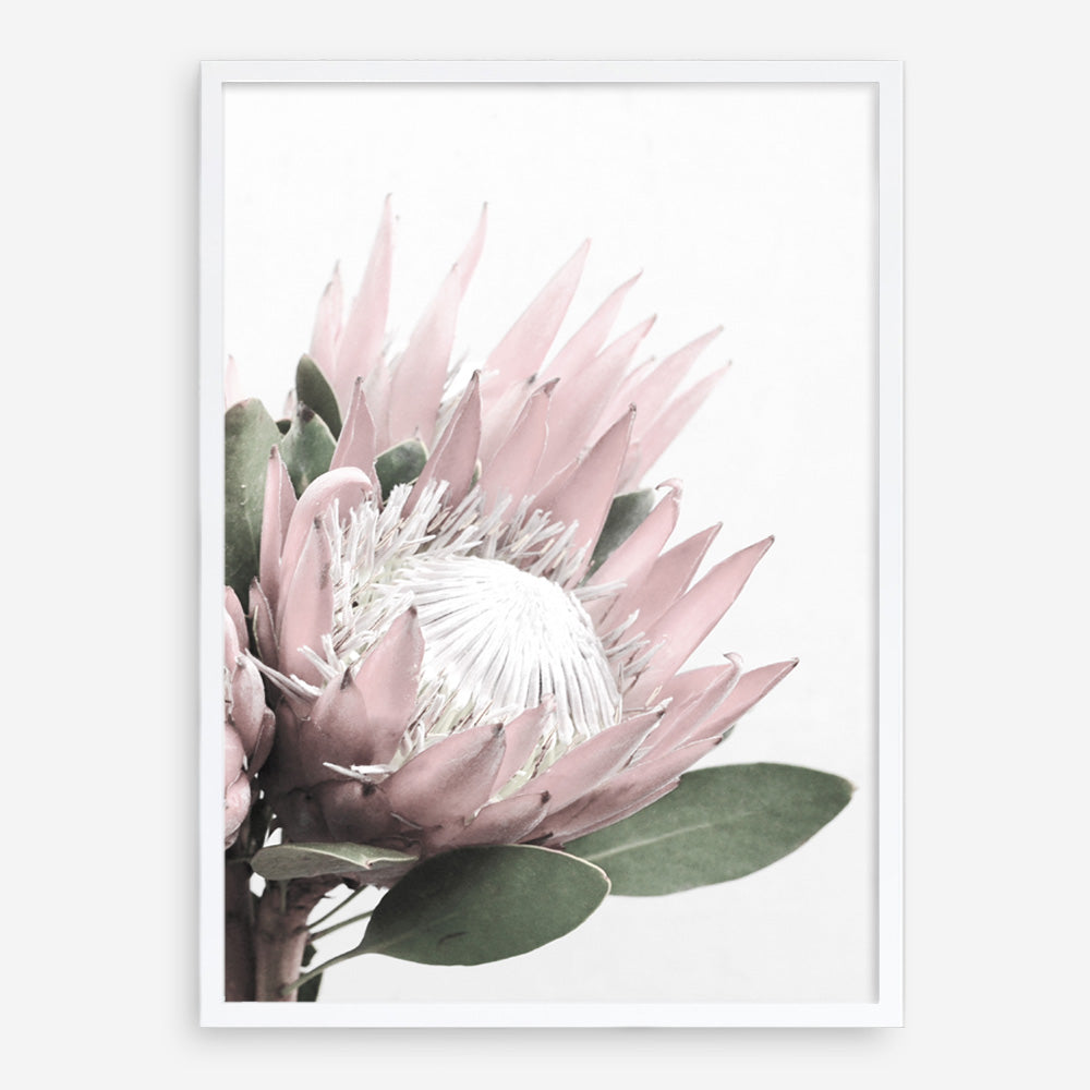 Protea No. 2 Photo Art Print
