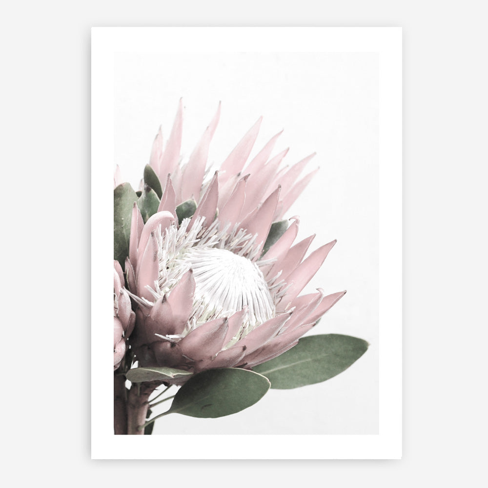 Protea No. 2 Photo Art Print