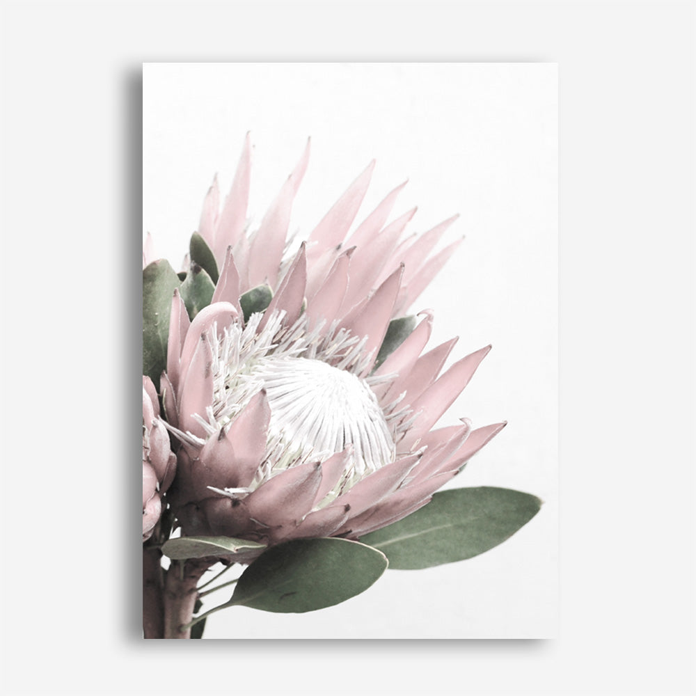 Protea No. 2 Photo Canvas Print