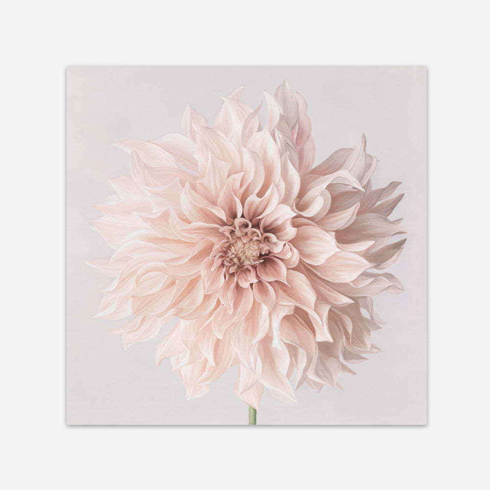 Pastel Peach Dahlia Flower (Square) Art Print