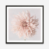 Pastel Peach Dahlia Flower (Square) Art Print