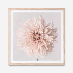 Pastel Peach Dahlia Flower (Square) Art Print