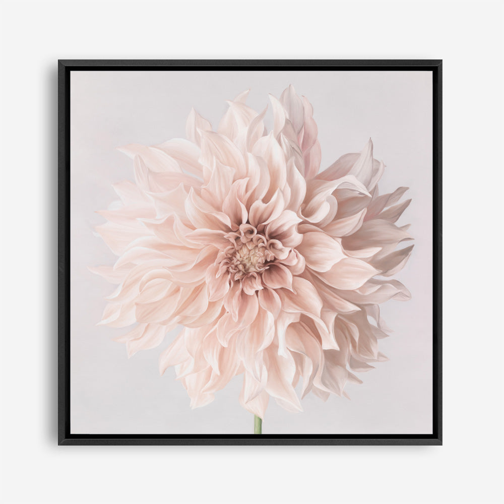 Pastel Peach Dahlia Flower (Square) Canvas Print