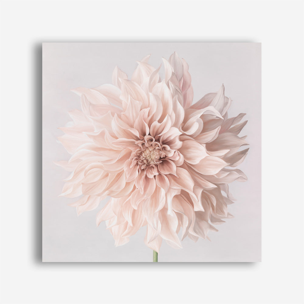 Pastel Peach Dahlia Flower (Square) Canvas Print
