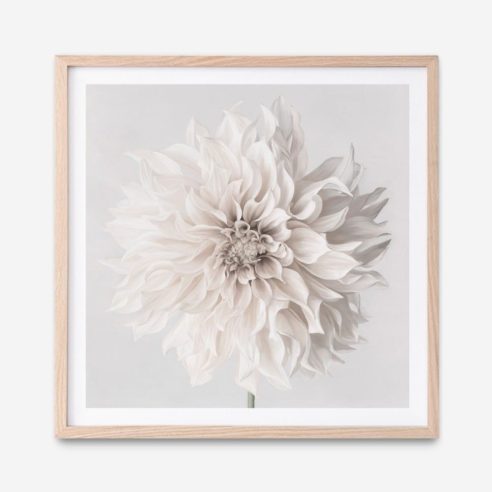 Cream White Dahlia Flower (Square) Art Print