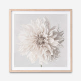 Cream White Dahlia Flower (Square) Art Print