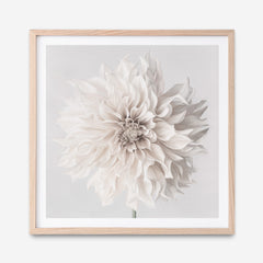 Cream White Dahlia Flower (Square) Art Print