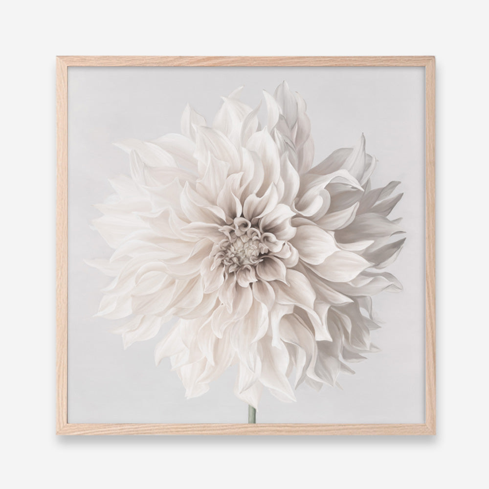Cream White Dahlia Flower (Square) Art Print