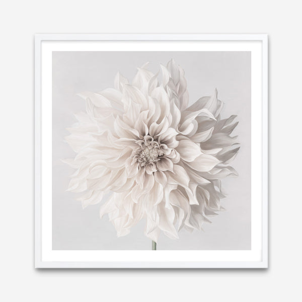 Cream White Dahlia Flower (Square) Art Print